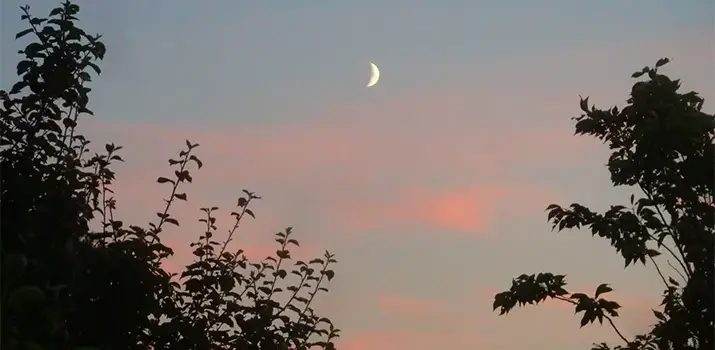 Blick durch Baum silhouetten auf Mondsichel