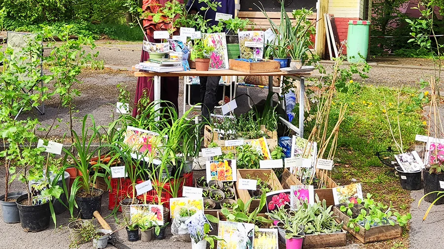 „Tausche Sonnenhut gegen Schafgarbe …“ 10. Grüner Markt am KuKuK