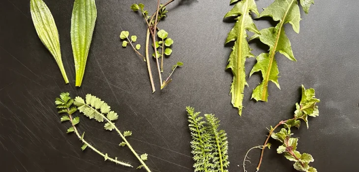 Kräuterkurs Ute Drucks Anke Wege