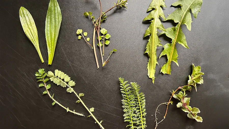 WILDKRÄUTER erkennen, sammeln und genießen